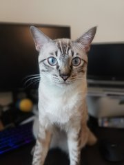 Riceball &amp; Snowball - Siamese + Tabby Cat