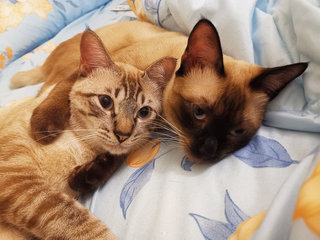 Riceball &amp; Snowball - Siamese + Tabby Cat