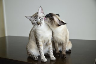 Riceball &amp; Snowball - Siamese + Tabby Cat