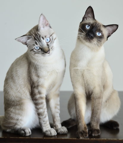 Riceball &amp; Snowball - Siamese + Tabby Cat