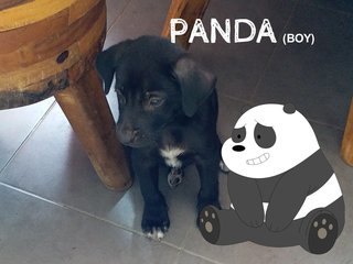 Chloe And Panda - Mixed Breed Dog