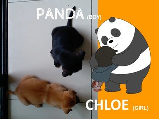 Chloe And Panda - Mixed Breed Dog