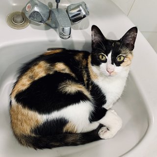 Michelle - Calico + Domestic Short Hair Cat