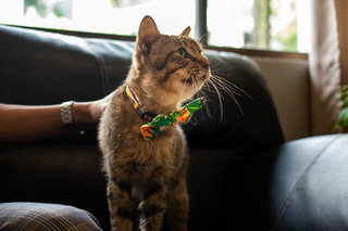 Nasi Lemak poses for shots to be used in his adoption profile before his condition worsened. 