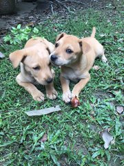 2 Puppies  - Mixed Breed Dog