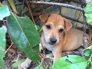 2 Puppies  - Mixed Breed Dog