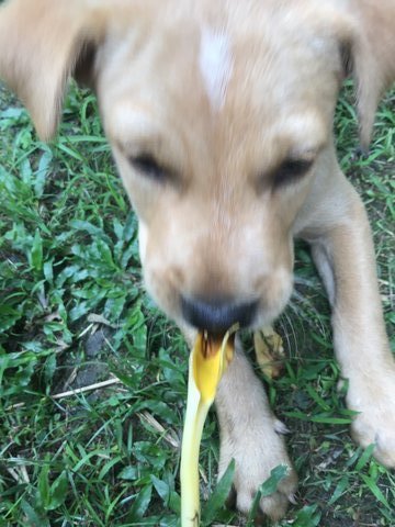 2 Puppies  - Mixed Breed Dog