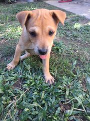 2 Puppies  - Mixed Breed Dog