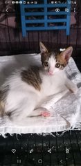 7 Weeks Kittens  - American Shorthair Cat