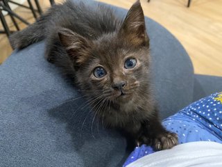 Toothless/ White - Domestic Medium Hair Cat