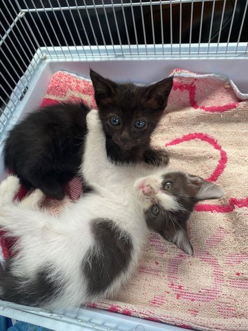 Toothless/ White - Domestic Medium Hair Cat