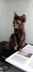 Pokpok - Domestic Short Hair Cat