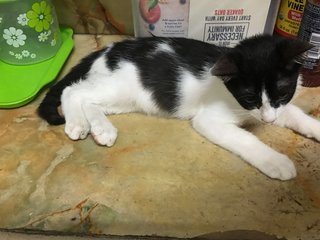 Nicco - Domestic Short Hair Cat