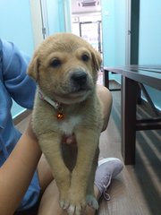 Puppy 1 - Mixed Breed Dog