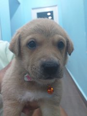 Puppy 1 - Mixed Breed Dog