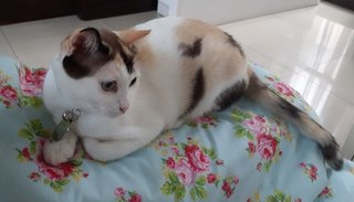 Sophia - Calico + Domestic Short Hair Cat