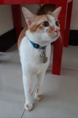 Teddy - Domestic Short Hair Cat