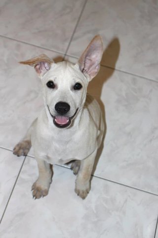 Labrador Looklike Puppy - Bella - Mixed Breed Dog