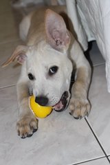 Labrador Looklike Puppy - Bella - Mixed Breed Dog