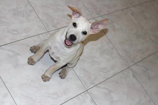 Labrador Looklike Puppy - Bella - Mixed Breed Dog