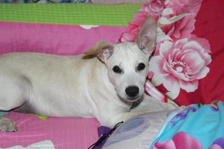 Labrador Looklike Puppy - Bella - Mixed Breed Dog