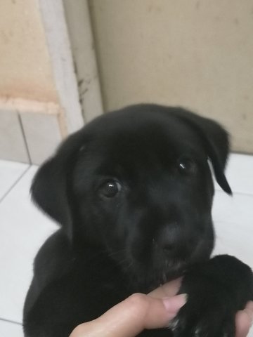 Blacky - Mixed Breed Dog