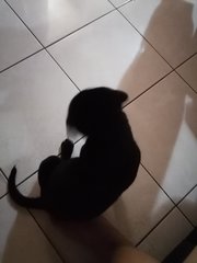 Blacky - Mixed Breed Dog