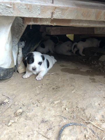 4 Snow White +2 Blacky  - Mixed Breed Dog