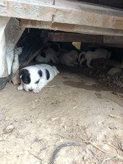 4 Snow White +2 Blacky  - Mixed Breed Dog