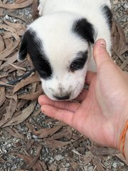 4 Snow White +2 Blacky  - Mixed Breed Dog