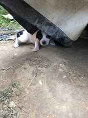 4 Snow White +2 Blacky  - Mixed Breed Dog