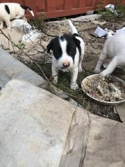 4 Snow White +2 Blacky  - Mixed Breed Dog