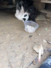 4 Snow White +2 Blacky  - Mixed Breed Dog