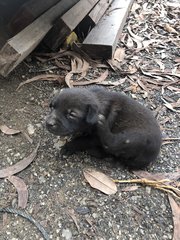 4 Snow White +2 Blacky  - Mixed Breed Dog