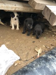 4 Snow White +2 Blacky  - Mixed Breed Dog