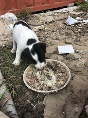 4 Snow White +2 Blacky  - Mixed Breed Dog