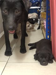 4 Snow White +2 Blacky  - Mixed Breed Dog