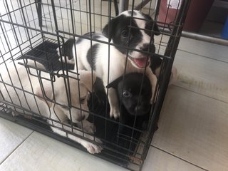 4 Snow White +2 Blacky  - Mixed Breed Dog
