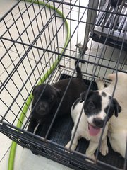 4 Snow White +2 Blacky  - Mixed Breed Dog
