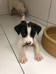 4 Snow White +2 Blacky  - Mixed Breed Dog