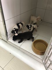 4 Snow White +2 Blacky  - Mixed Breed Dog