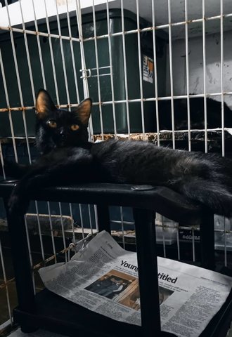 Shadow (Black) - Domestic Short Hair Cat