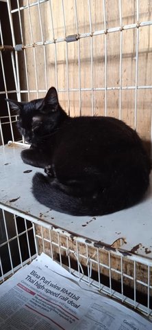 Shine (Black) - Domestic Short Hair Cat