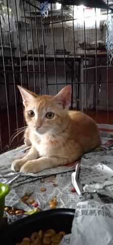 Almond (Ginger) - Domestic Short Hair Cat