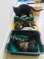 Daisy And Aria(Urgent Please Read) - Domestic Short Hair + Calico Cat