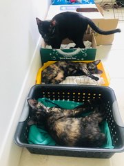 Daisy And Aria(Urgent Please Read) - Domestic Short Hair + Calico Cat