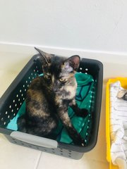 Daisy And Aria(Urgent Please Read) - Domestic Short Hair + Calico Cat