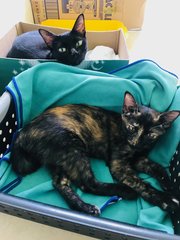 Daisy And Aria(Urgent Please Read) - Domestic Short Hair + Calico Cat