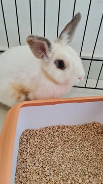 Mayo - Dwarf Eared + Holland Lop Rabbit