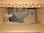 Cat & toy mouse in box game